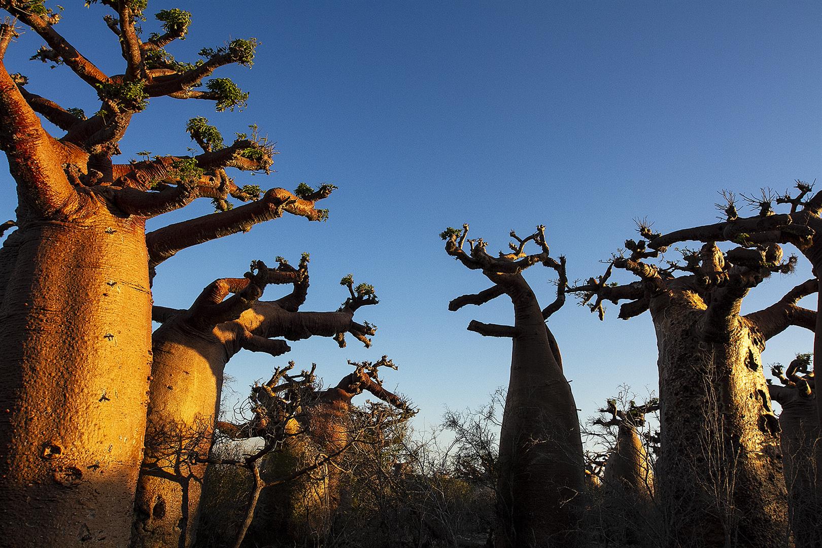 LA COTE DES BAOBABS, DE MORONDAVA A TULEAR