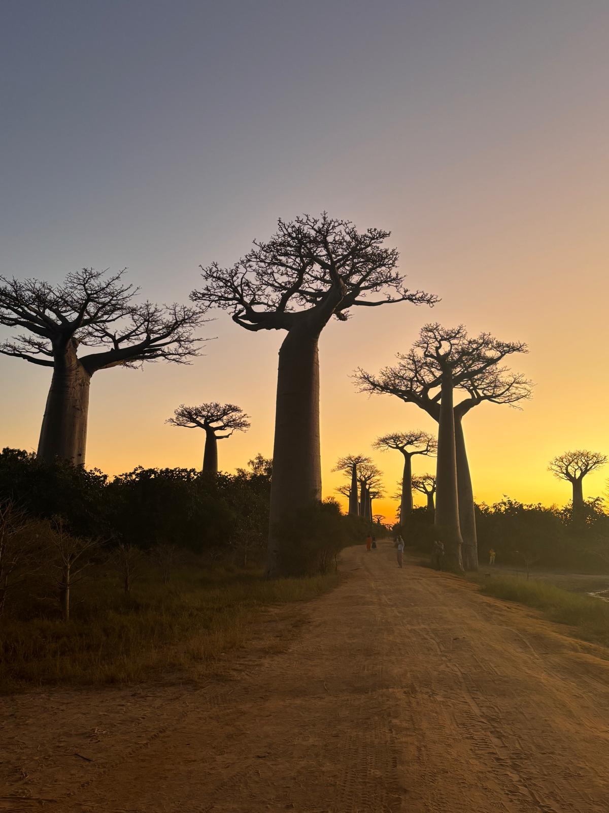 Baobabs de Madagascar